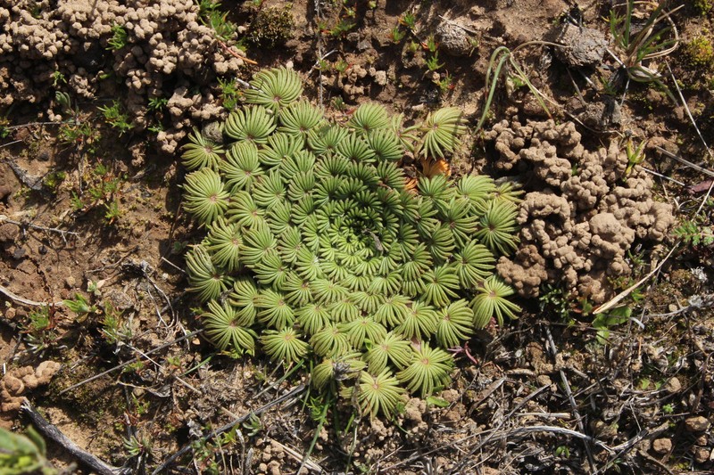 Oxalis palmifrons
