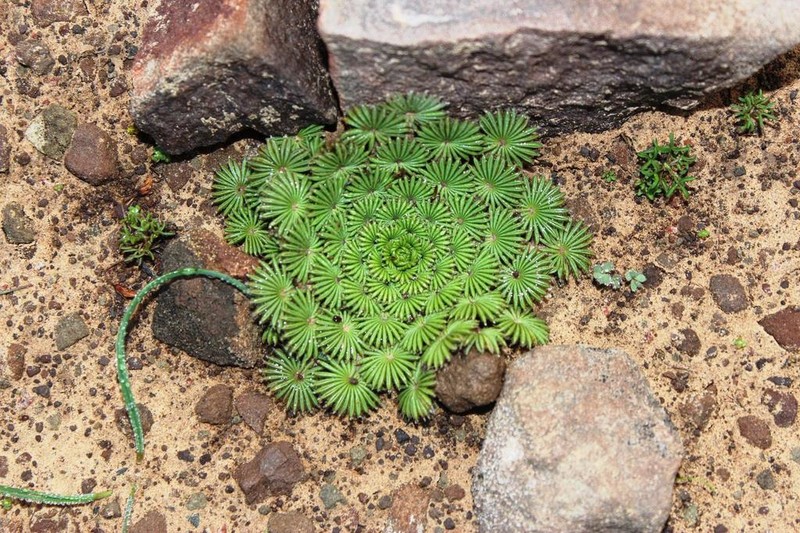 Oxalis palmifrons photo 3
