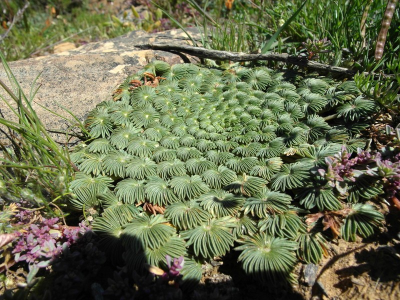 Oxalis palmifrons photo 4