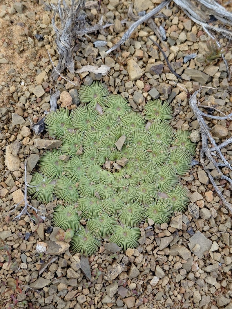 Oxalis palmifrons photo 5