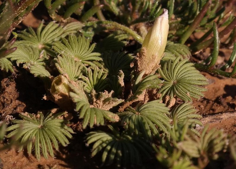 Oxalis palmifrons photo 6
