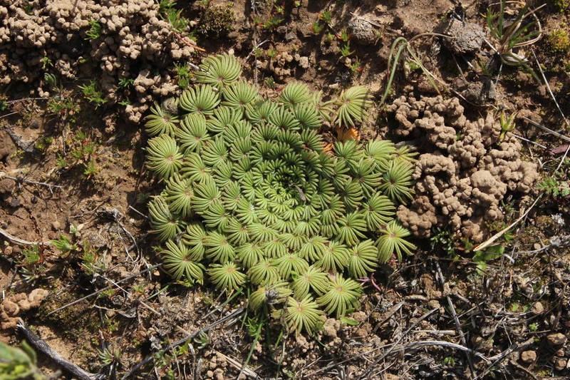 Oxalis palmifrons photo 7