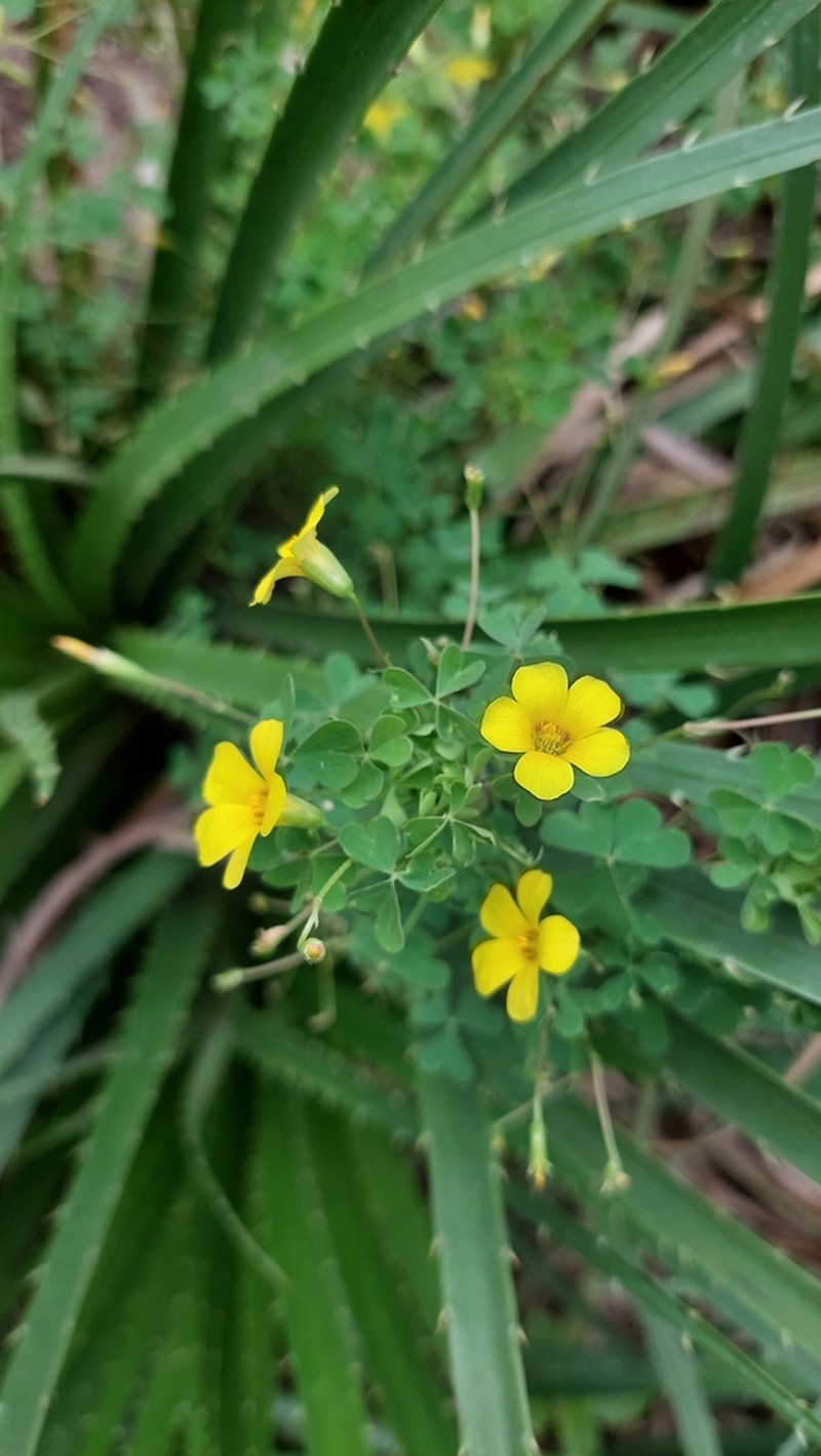 Oxalis paludosa