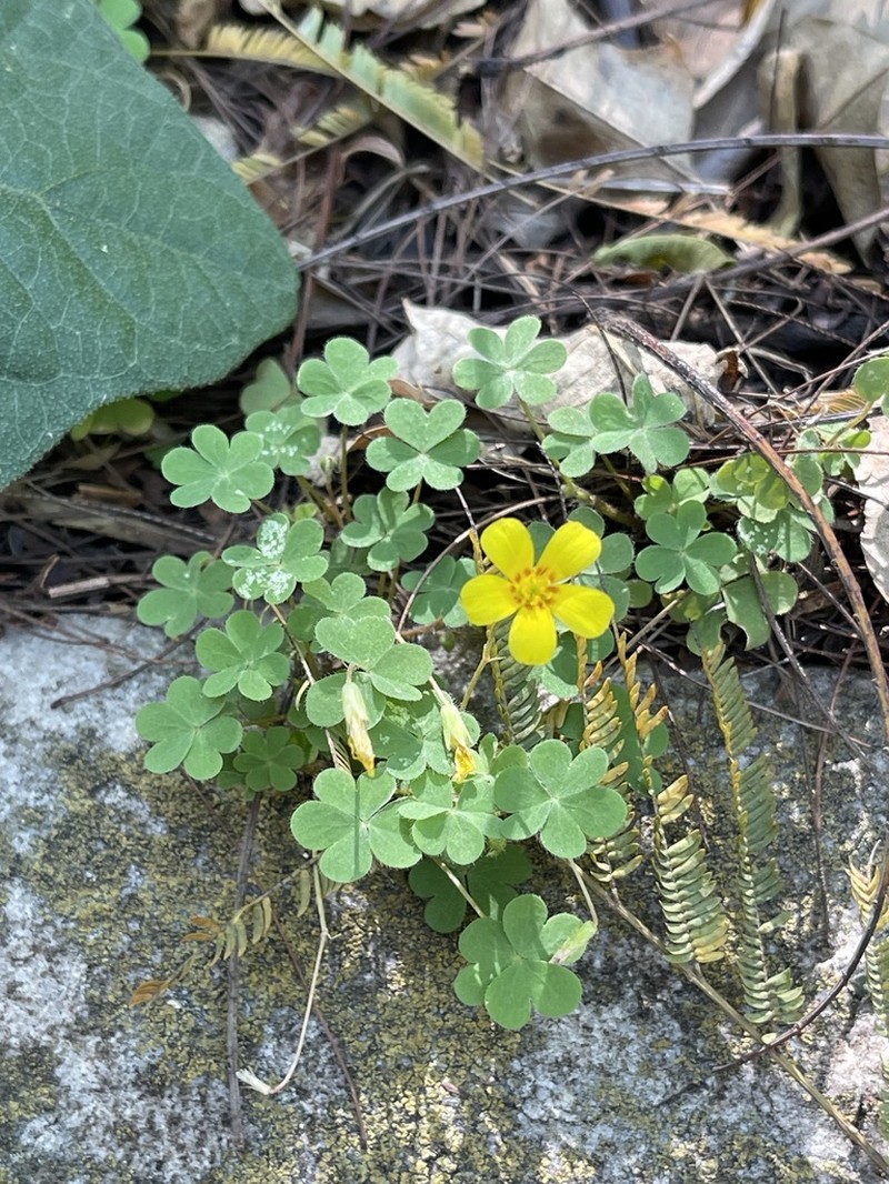 Oxalis paludosa photo 2