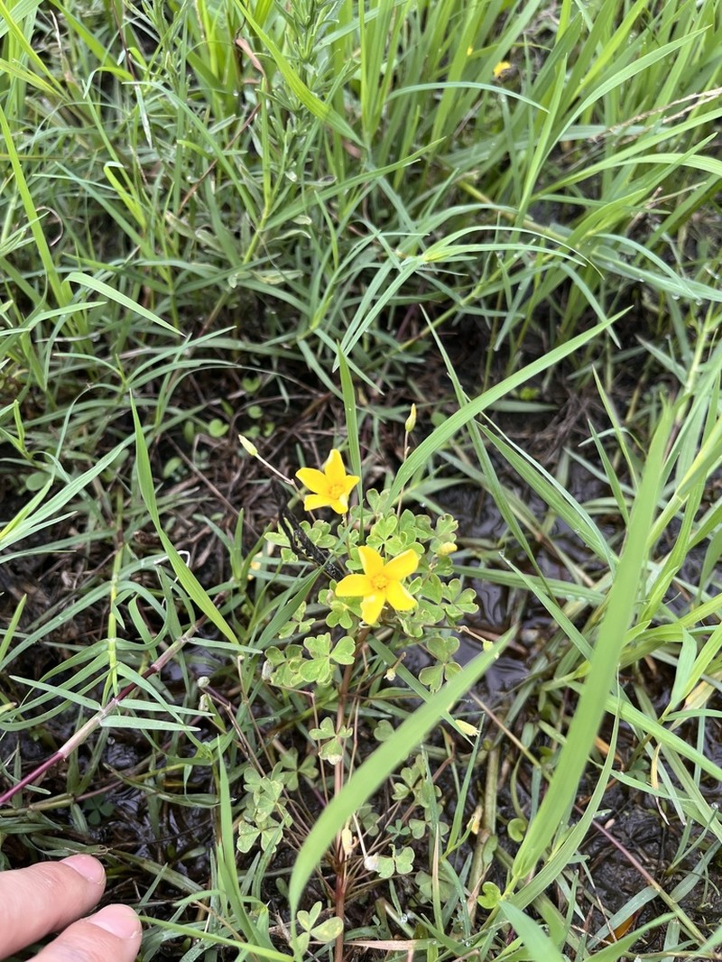 Oxalis paludosa photo 3