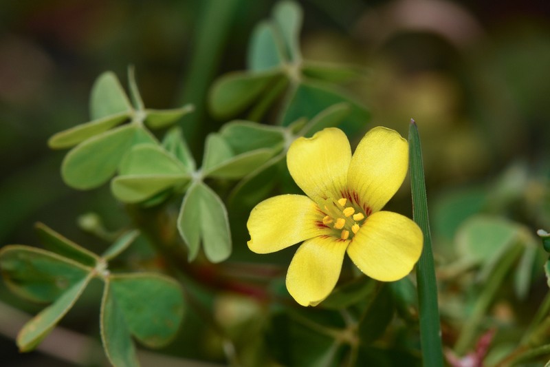 Oxalis paludosa photo 4