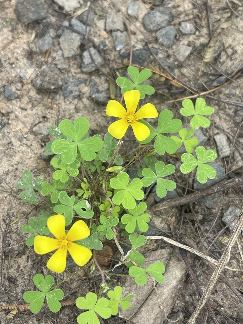 Oxalis paludosa photo 5
