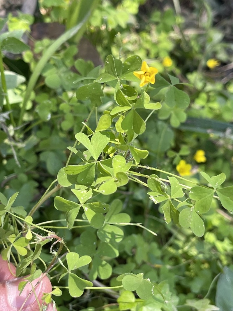 Oxalis paludosa photo 6