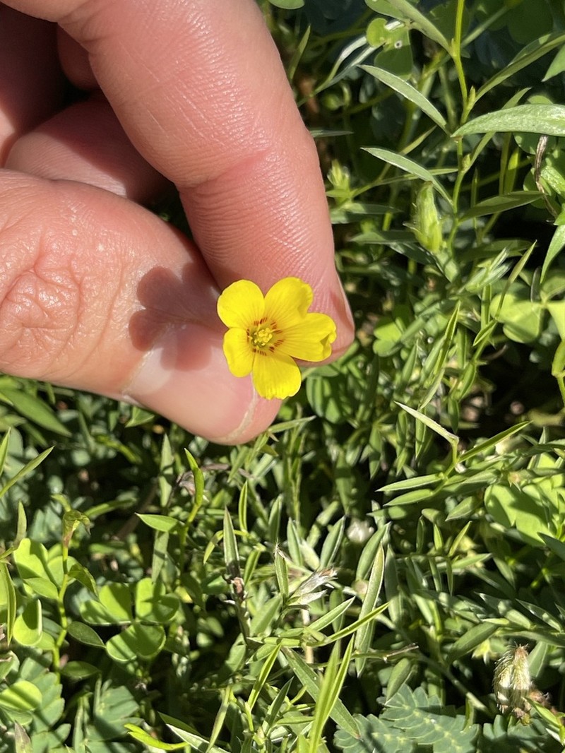 Oxalis paludosa photo 7