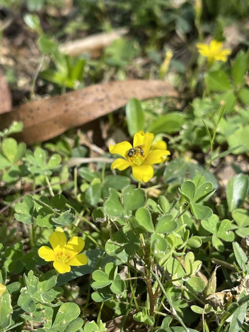 Oxalis paludosa photo 8