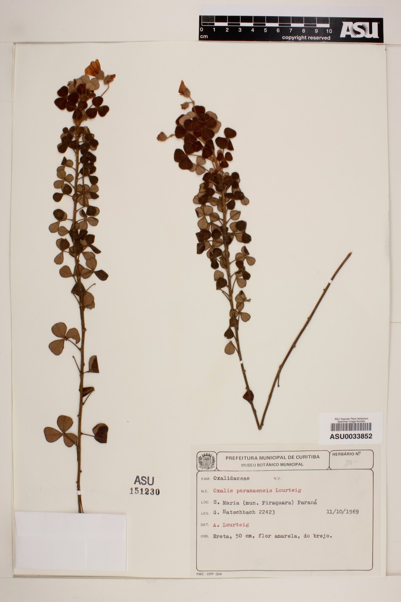 Oxalis paranaensis
