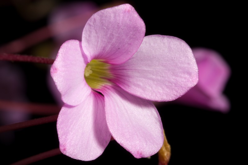 Oxalis pardalis