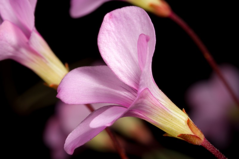 Oxalis pardalis photo 3