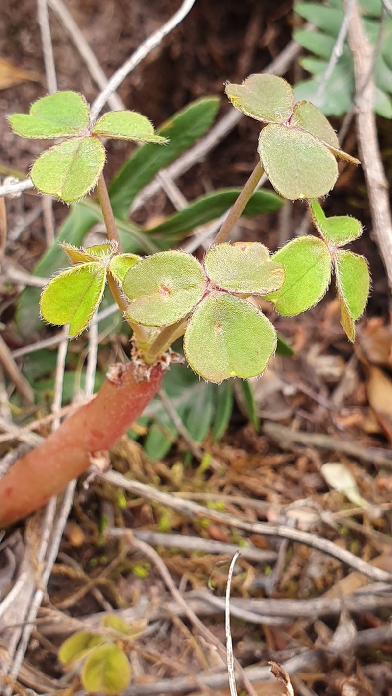 Oxalis peduncularis