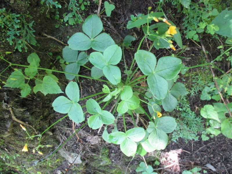 Oxalis peduncularis photo 2