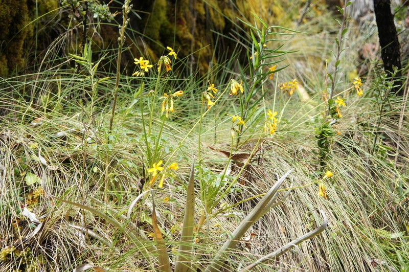 Oxalis peduncularis photo 3