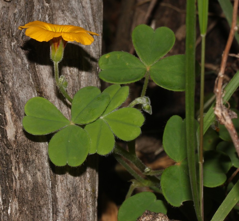Oxalis peduncularis photo 4