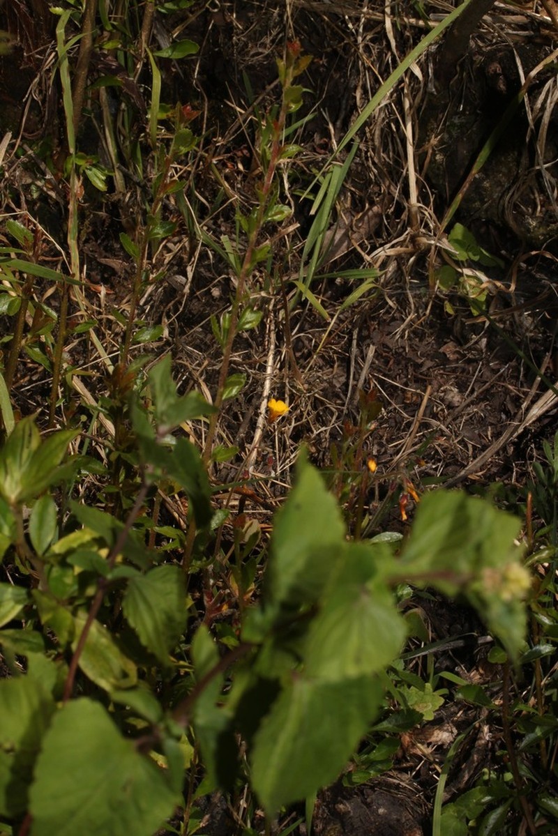 Oxalis peduncularis photo 5