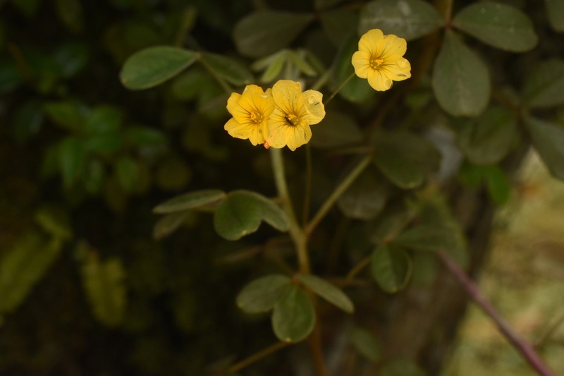 Oxalis peduncularis photo 6