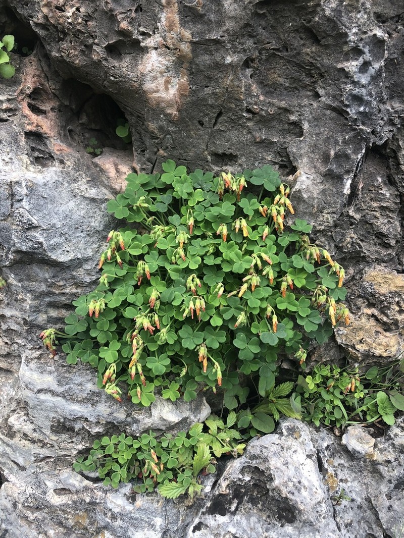 Oxalis peduncularis photo 7
