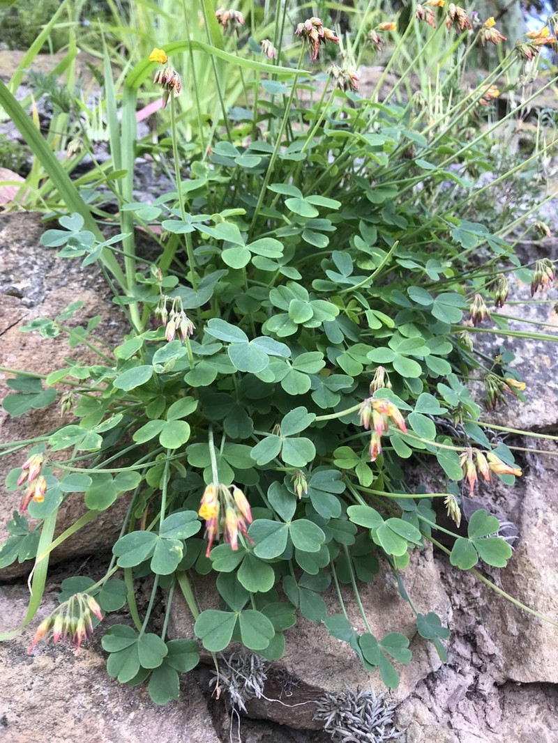 Oxalis peduncularis photo 8