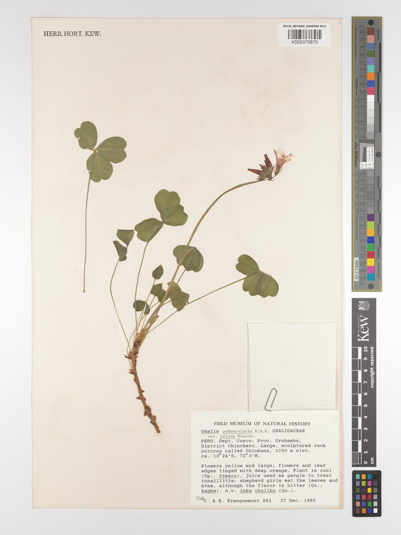 Oxalis peduncularis var. pilosa