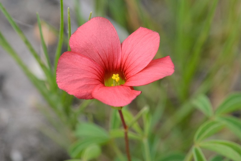 Oxalis pendulifolia