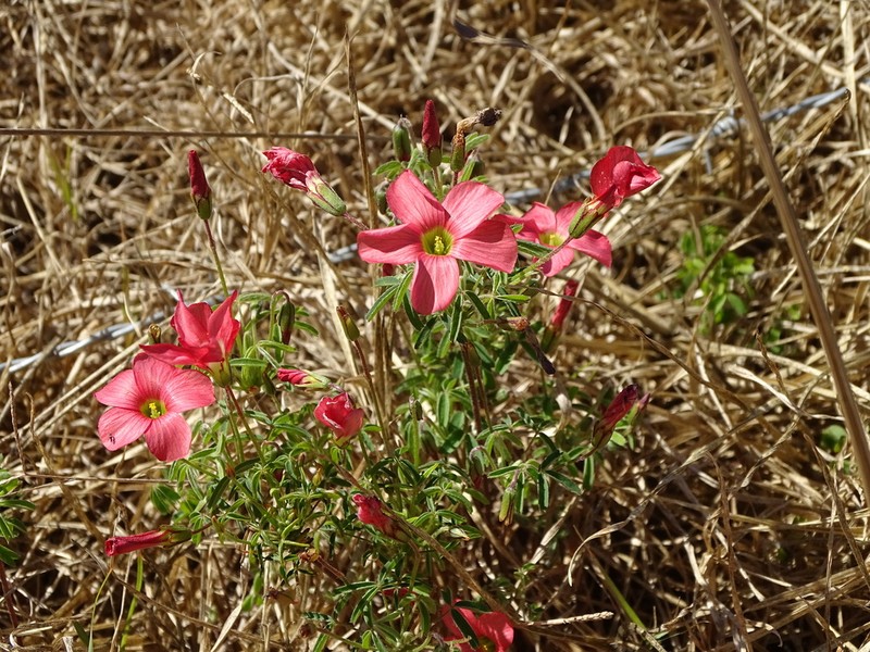 Oxalis pendulifolia photo 2