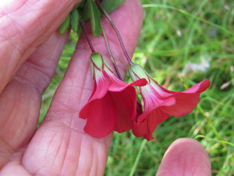 Oxalis pendulifolia photo 3