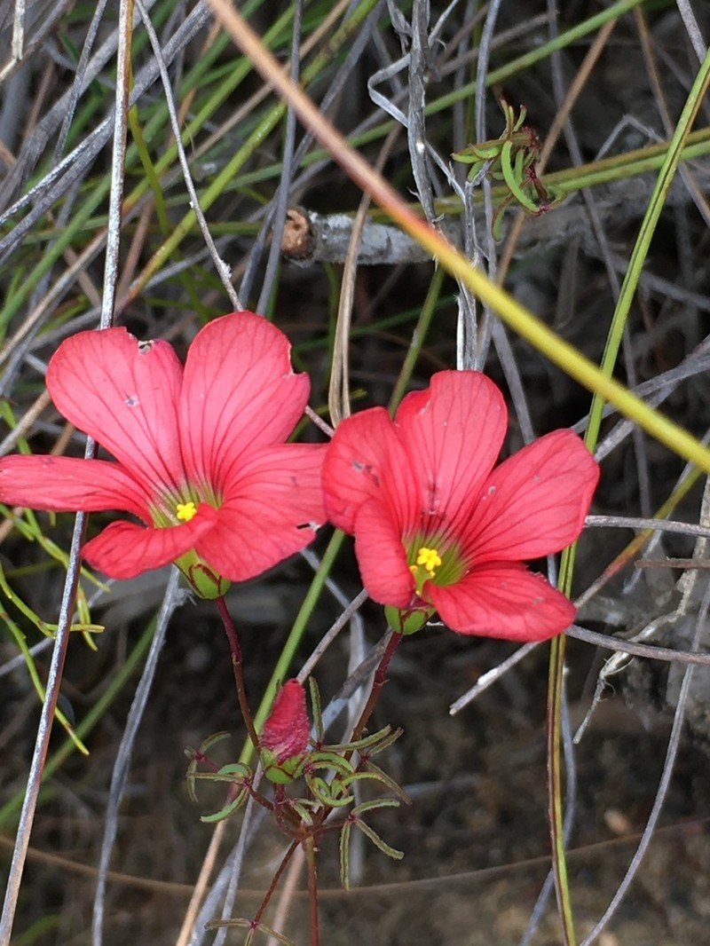 Oxalis pendulifolia photo 4