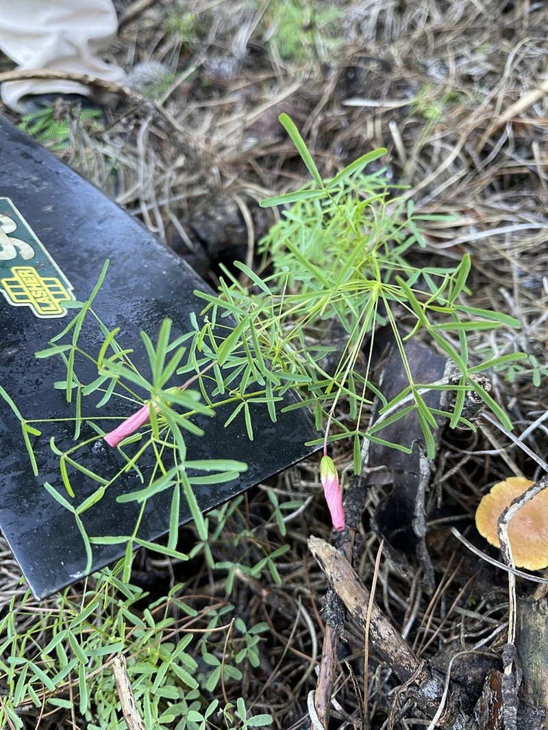 Oxalis pendulifolia photo 5