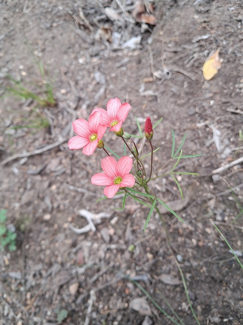 Oxalis pendulifolia photo 6