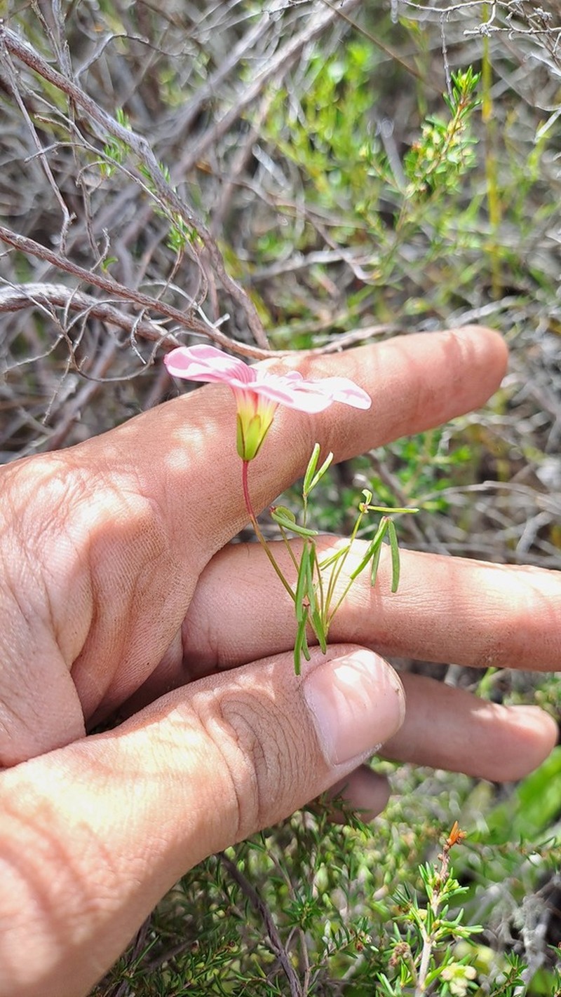 Oxalis pendulifolia photo 7