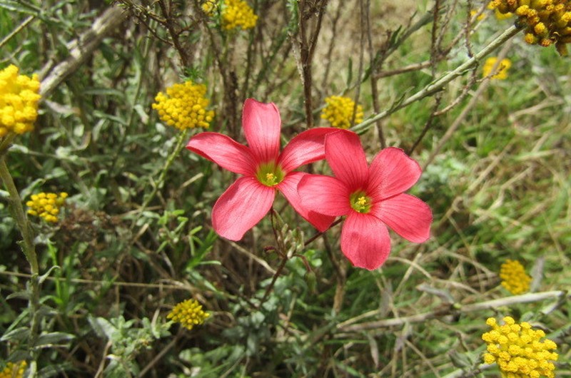 Oxalis pendulifolia photo 8