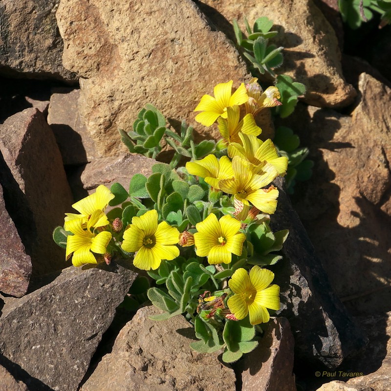 Oxalis penicillata