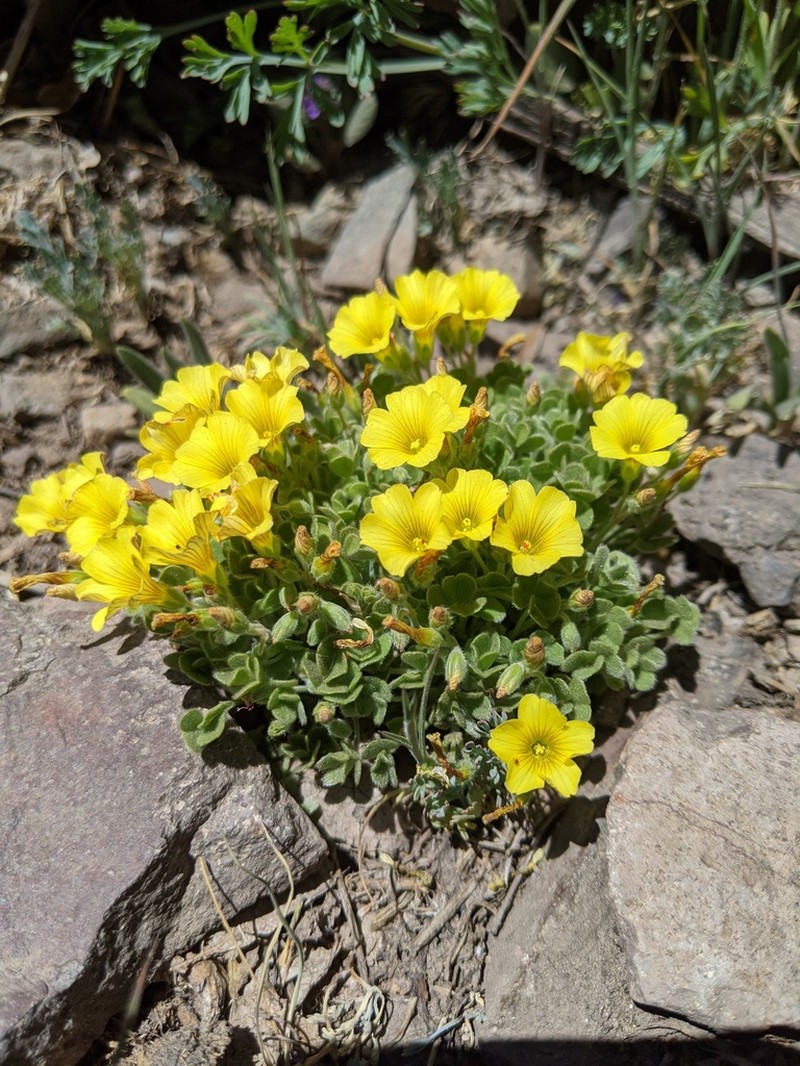 Oxalis penicillata photo 2