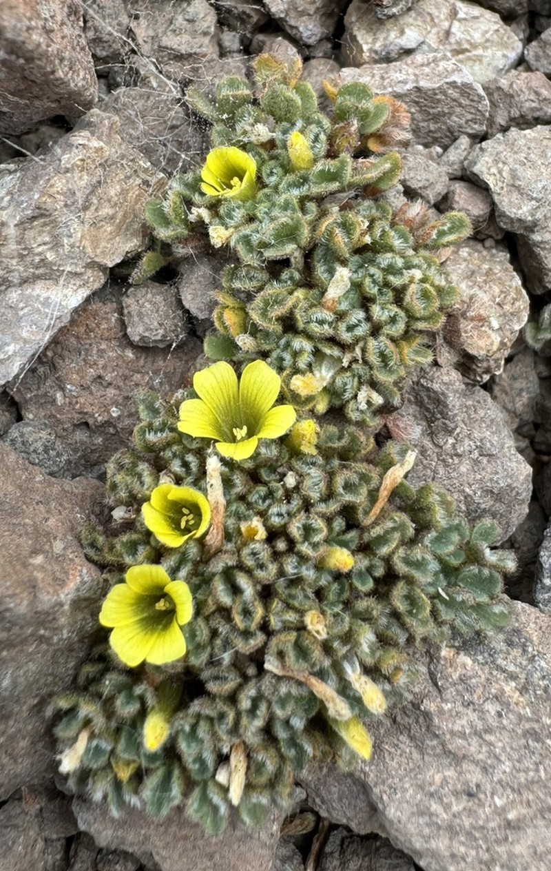 Oxalis penicillata photo 3