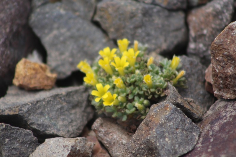 Oxalis penicillata photo 4