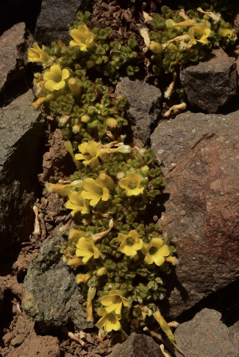 Oxalis penicillata photo 5