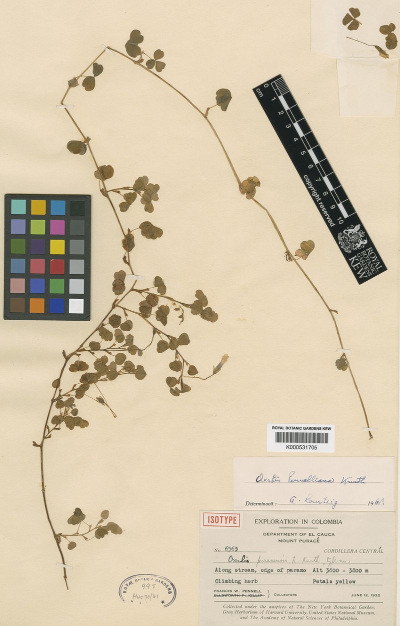 Oxalis pennelliana