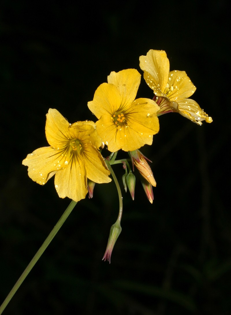 Oxalis pennelliana photo 2