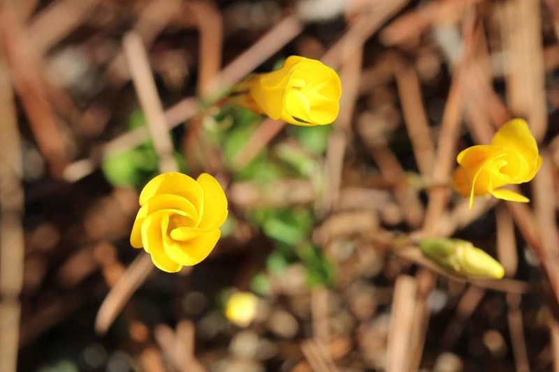 Oxalis perdicaria photo 2