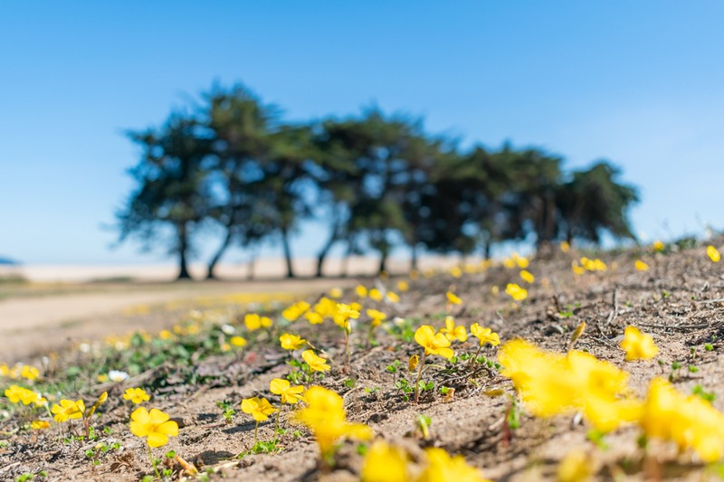 Oxalis perdicaria photo 3