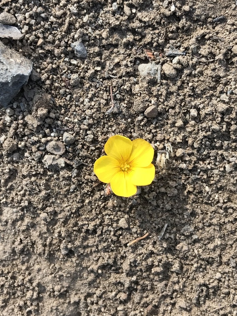 Oxalis perdicaria photo 4