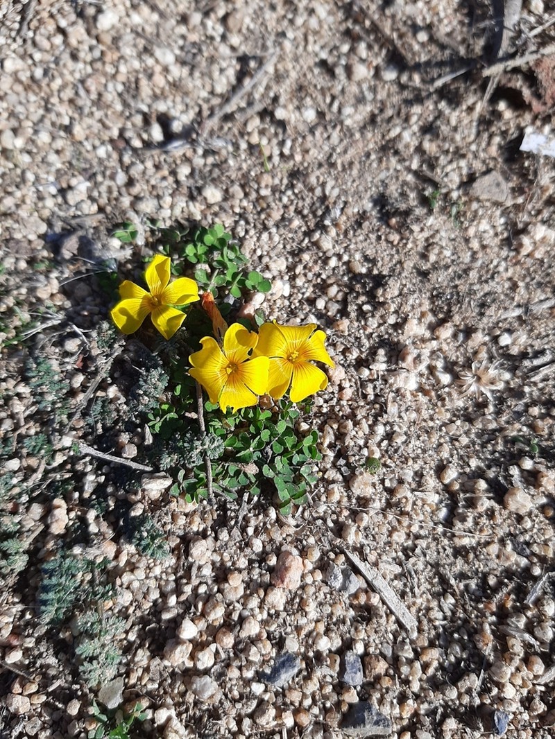 Oxalis perdicaria photo 5