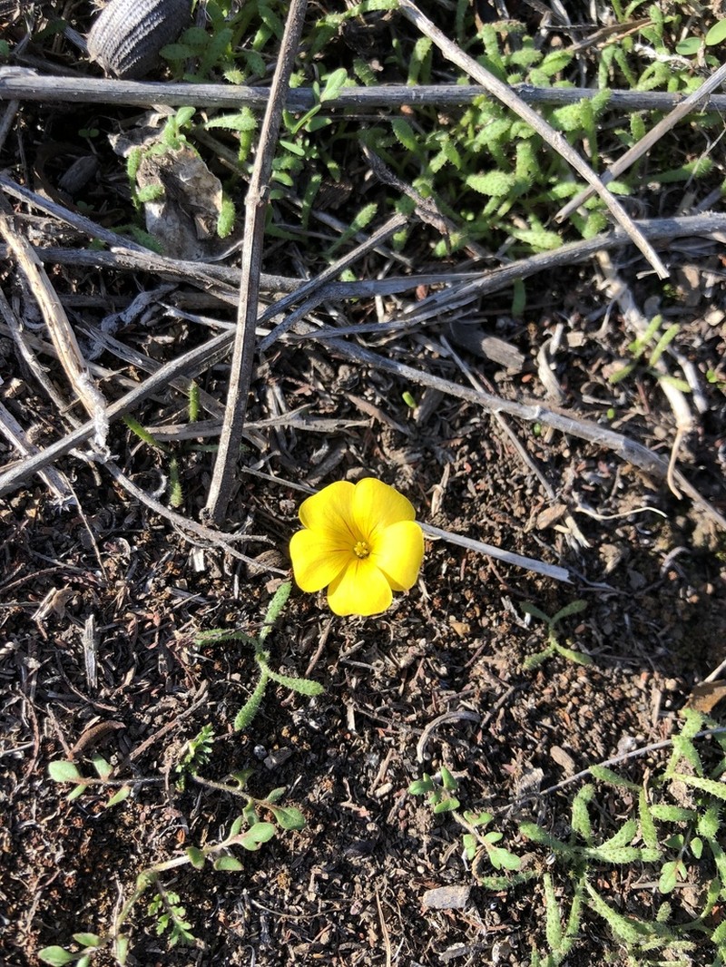 Oxalis perdicaria photo 6