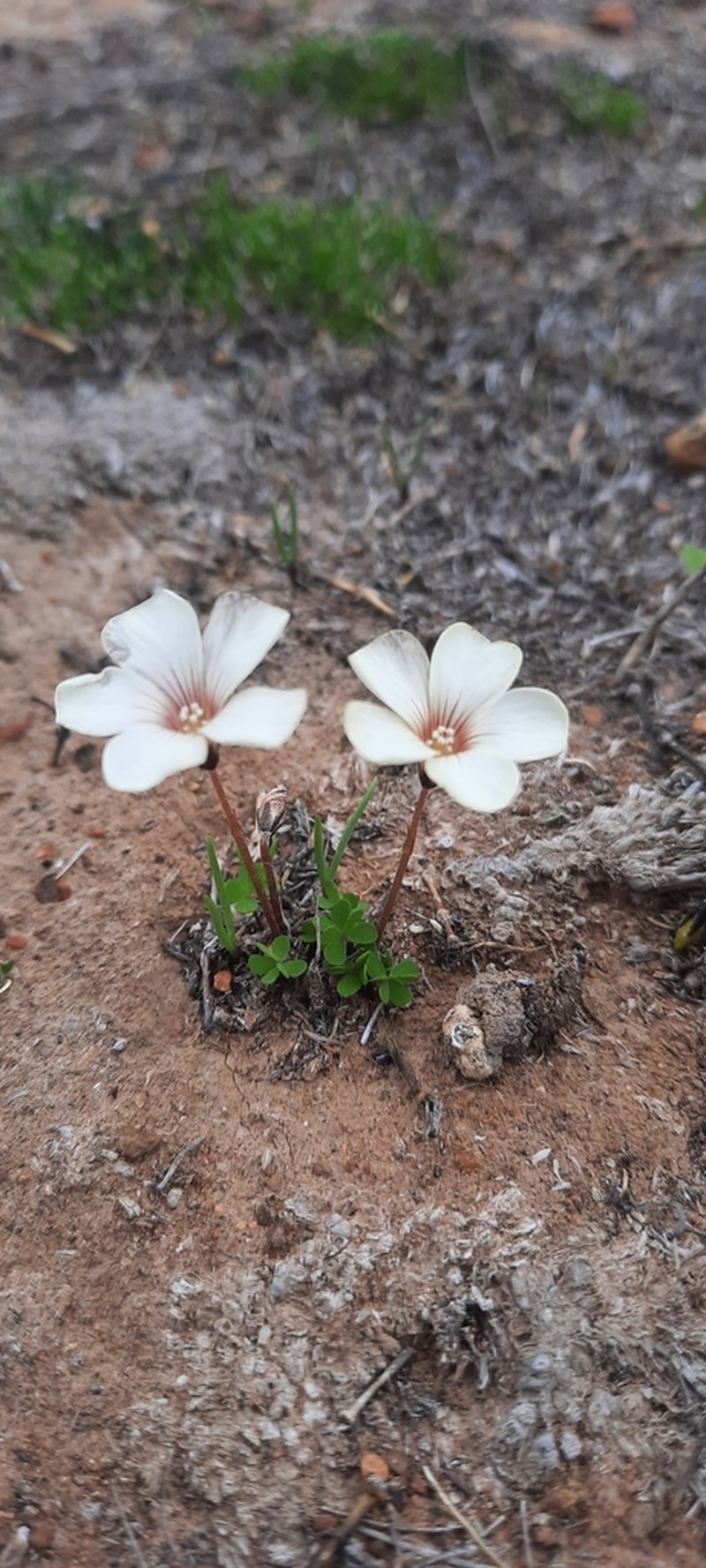 Oxalis perdicaria photo 8