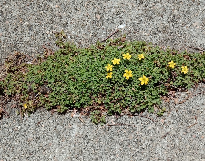 Oxalis perennans