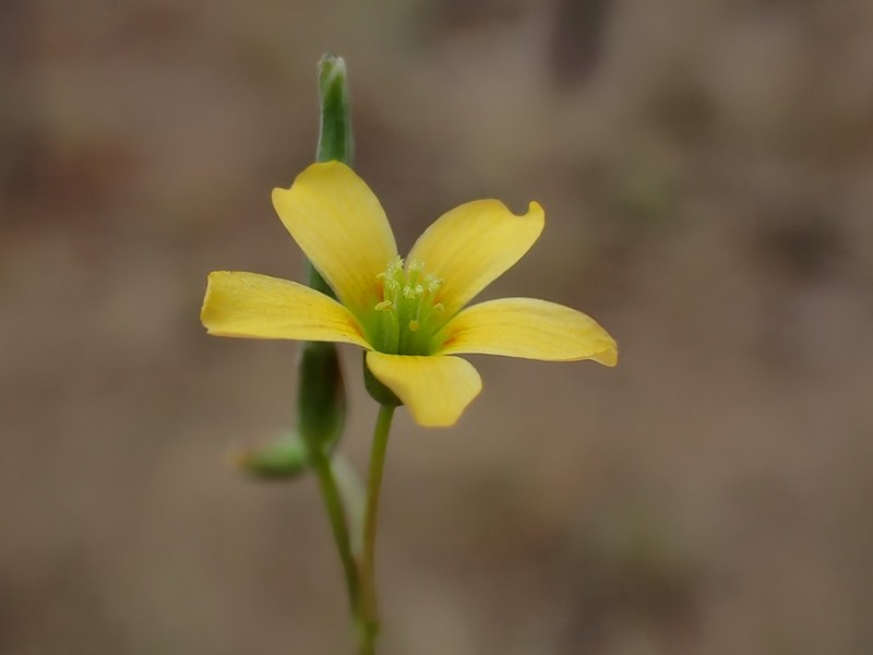 Oxalis perennans photo 2