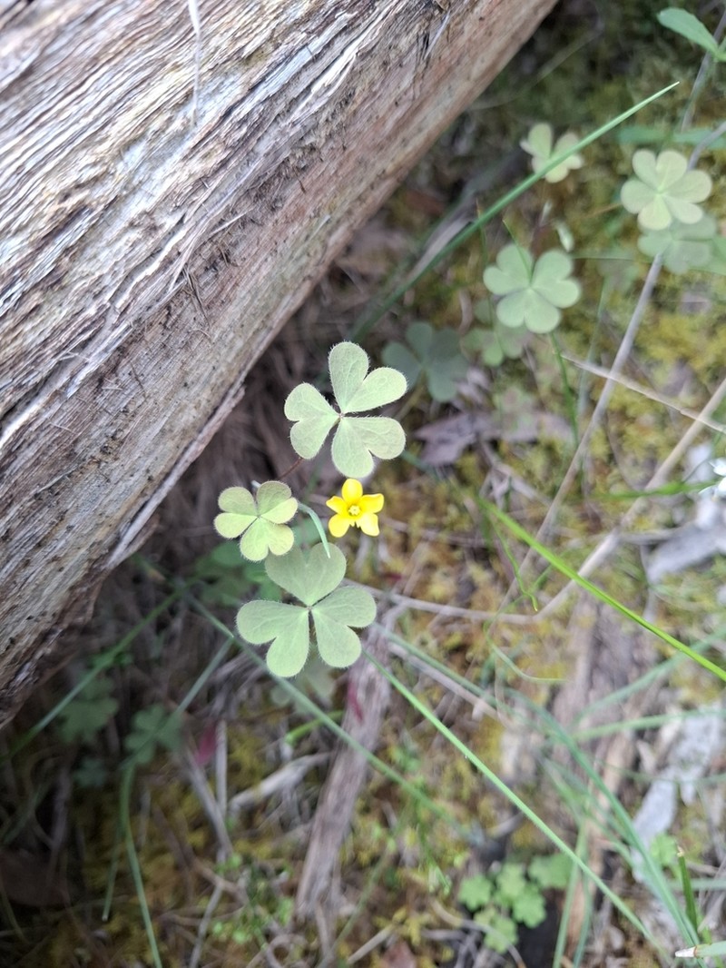 Oxalis perennans photo 3